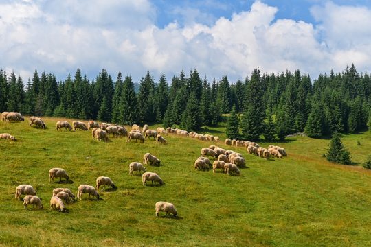 provata